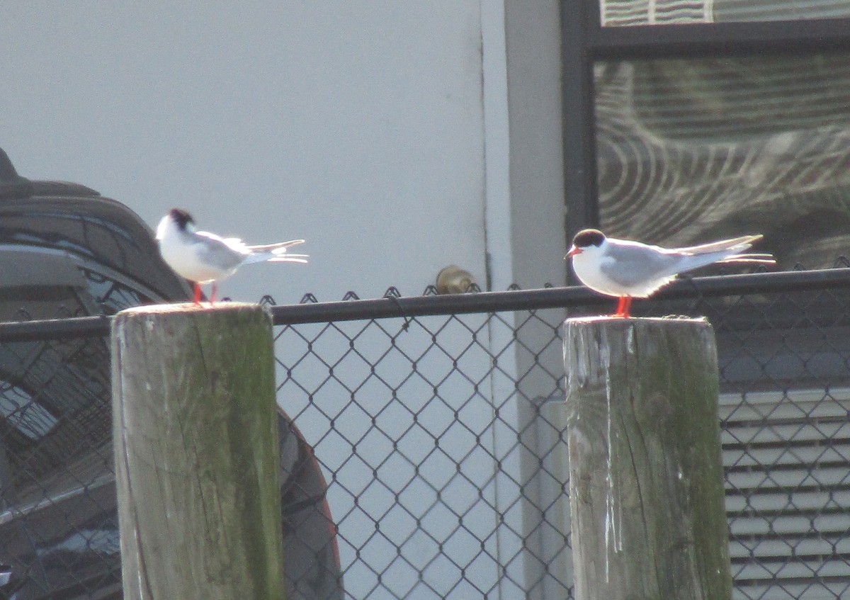 Forster's Tern - ML237285911