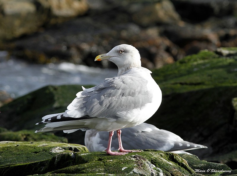 Iceland Gull (Thayer's) - ML23728641