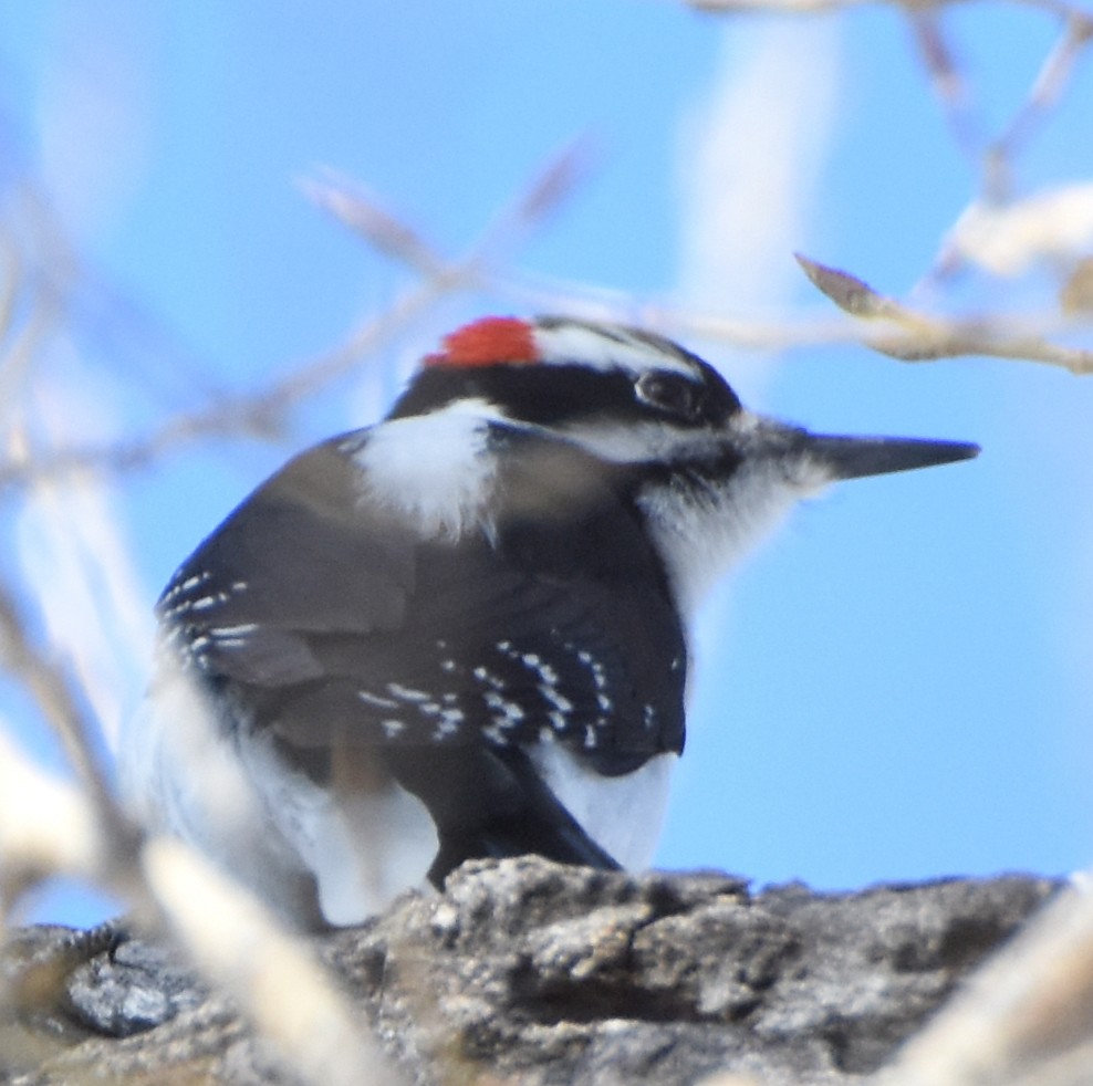 strakapoud americký (ssp. orius/icastus) - ML23728691