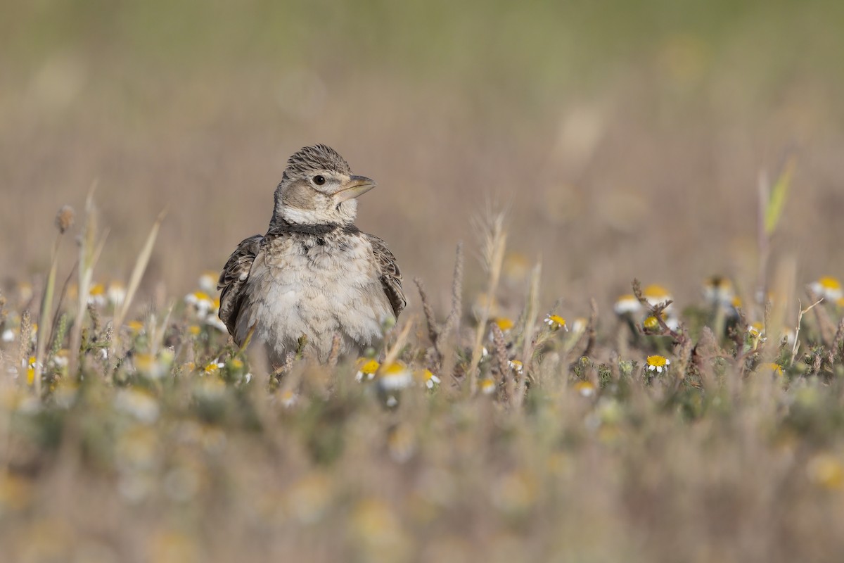 Calandra Lark - ML237287021