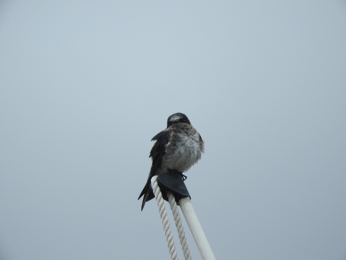 Purple Martin - ML237287311