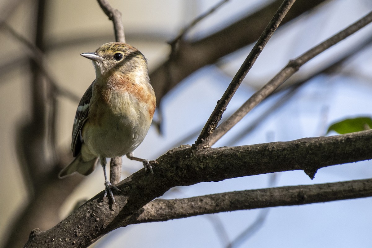 Bay-breasted Warbler - ML237287371