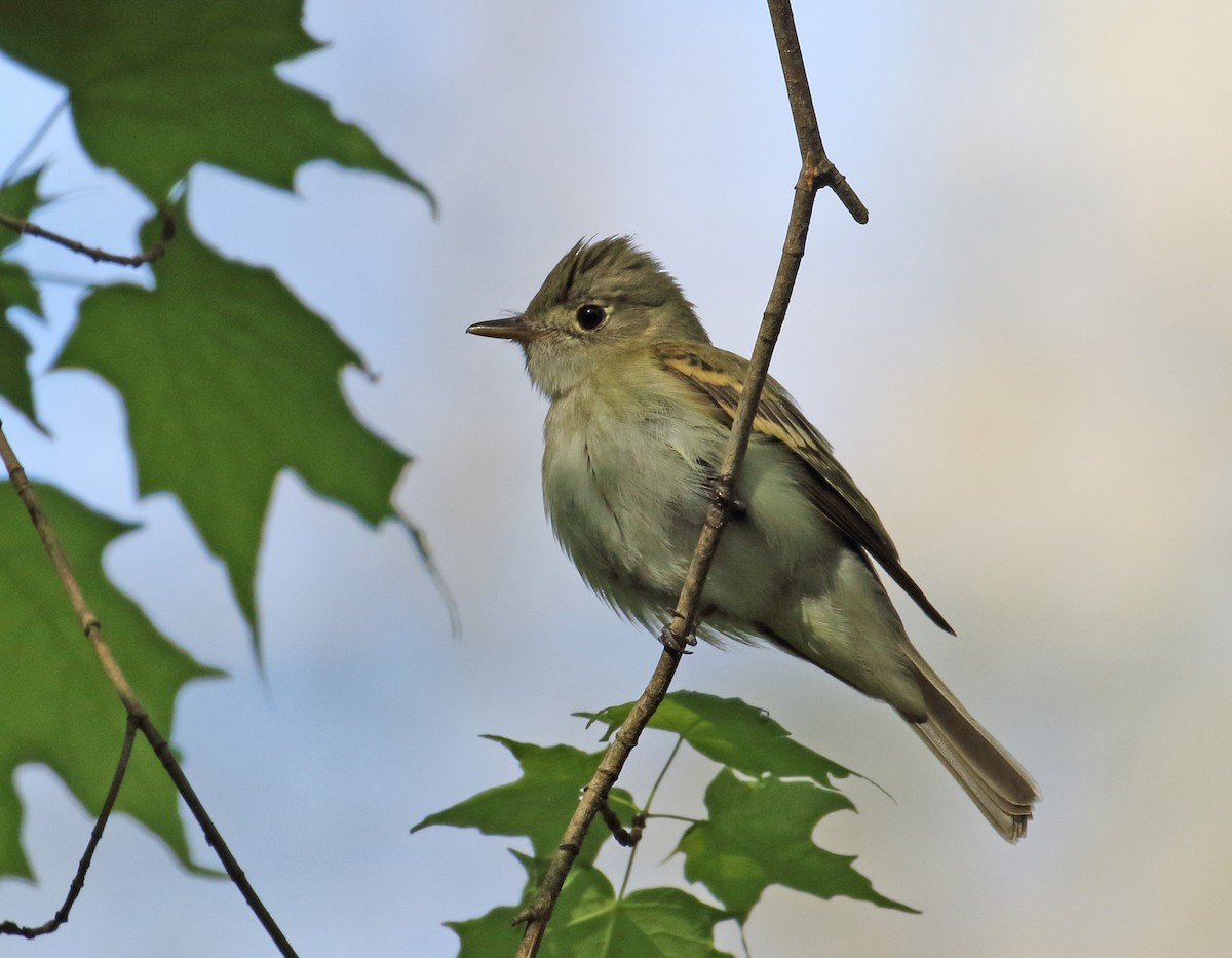 Acadian Flycatcher - ML237287521