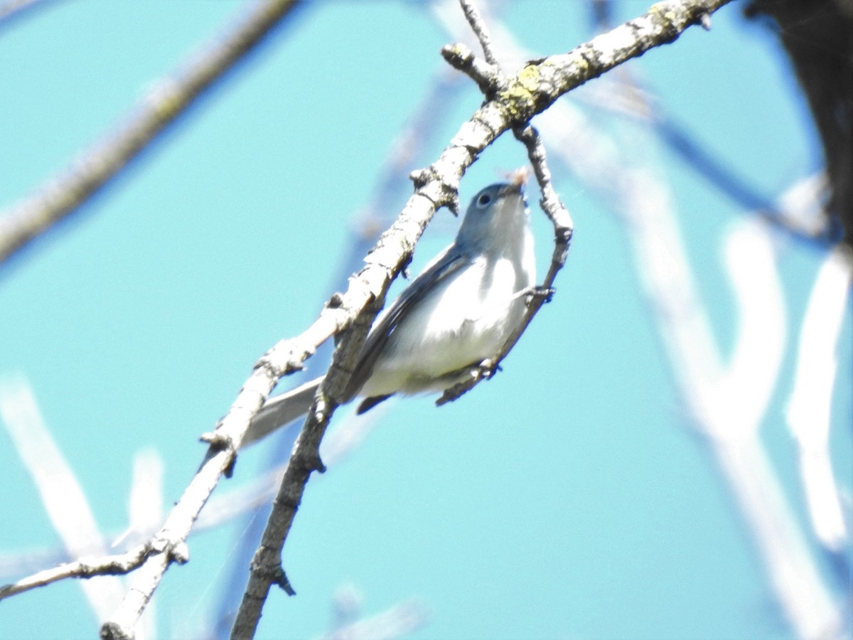 Blue-gray Gnatcatcher (caerulea) - ML237287551