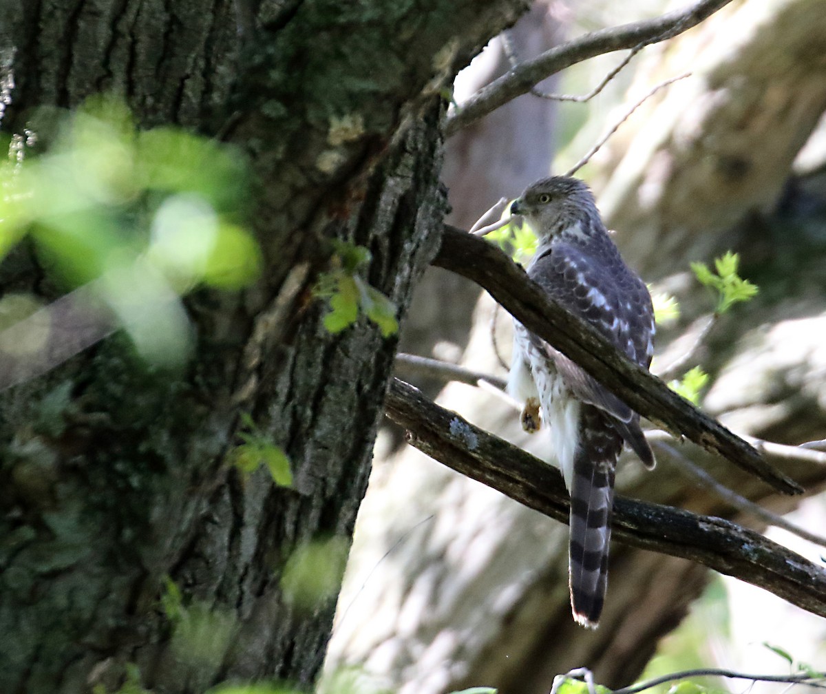 Cooper's Hawk - ML237287701