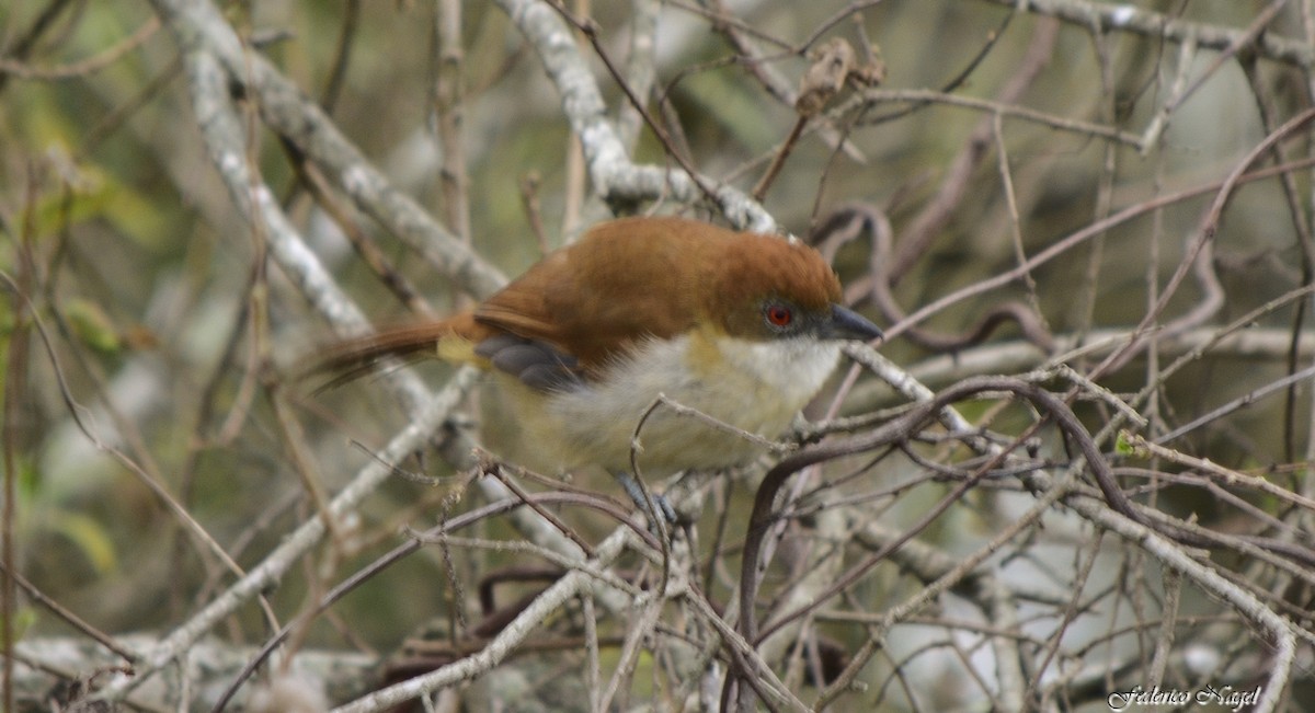 Great Antshrike - ML237288361