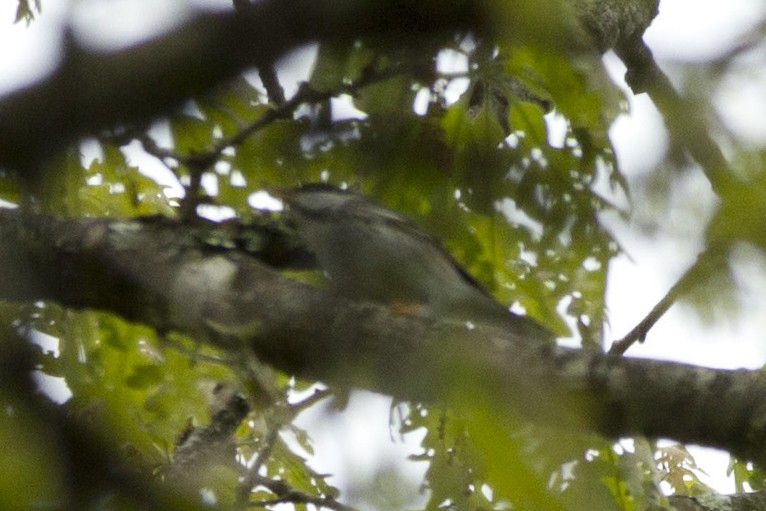 Blackpoll Warbler - ML237288511