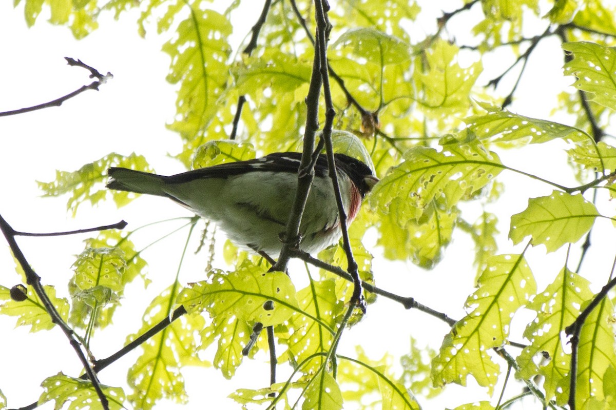 Rose-breasted Grosbeak - ML237288621