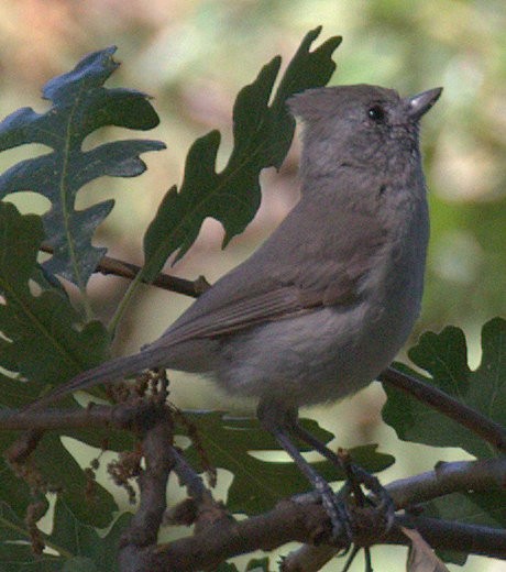 Oak Titmouse - ML237288691