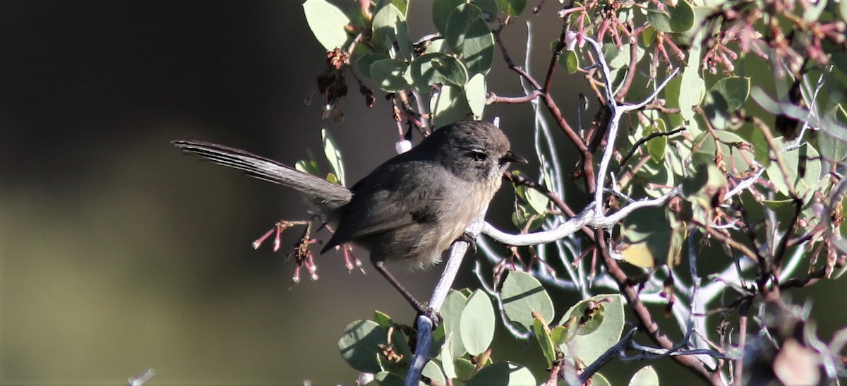 Wrentit - ML237289051