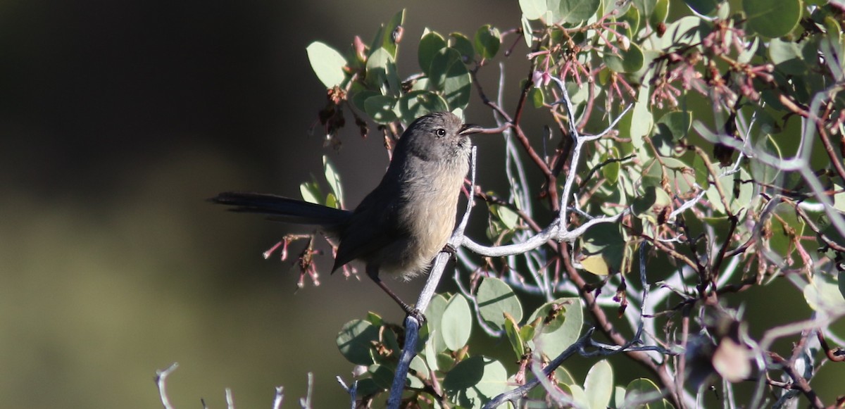 Wrentit - ML237289081