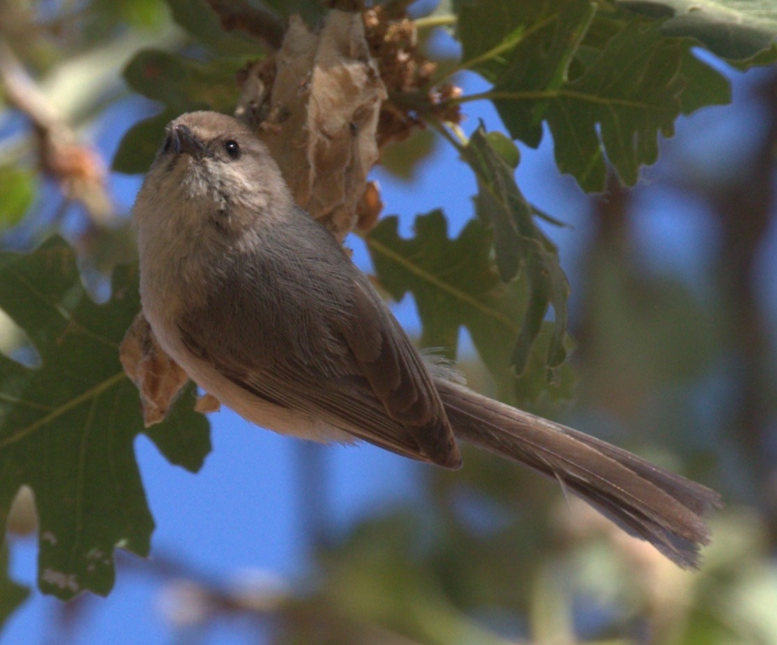 Bushtit - ML237289171