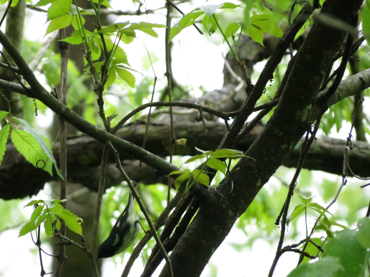 Black-throated Blue Warbler - ML237289541
