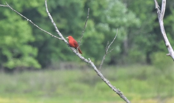 Summer Tanager - ML237290141