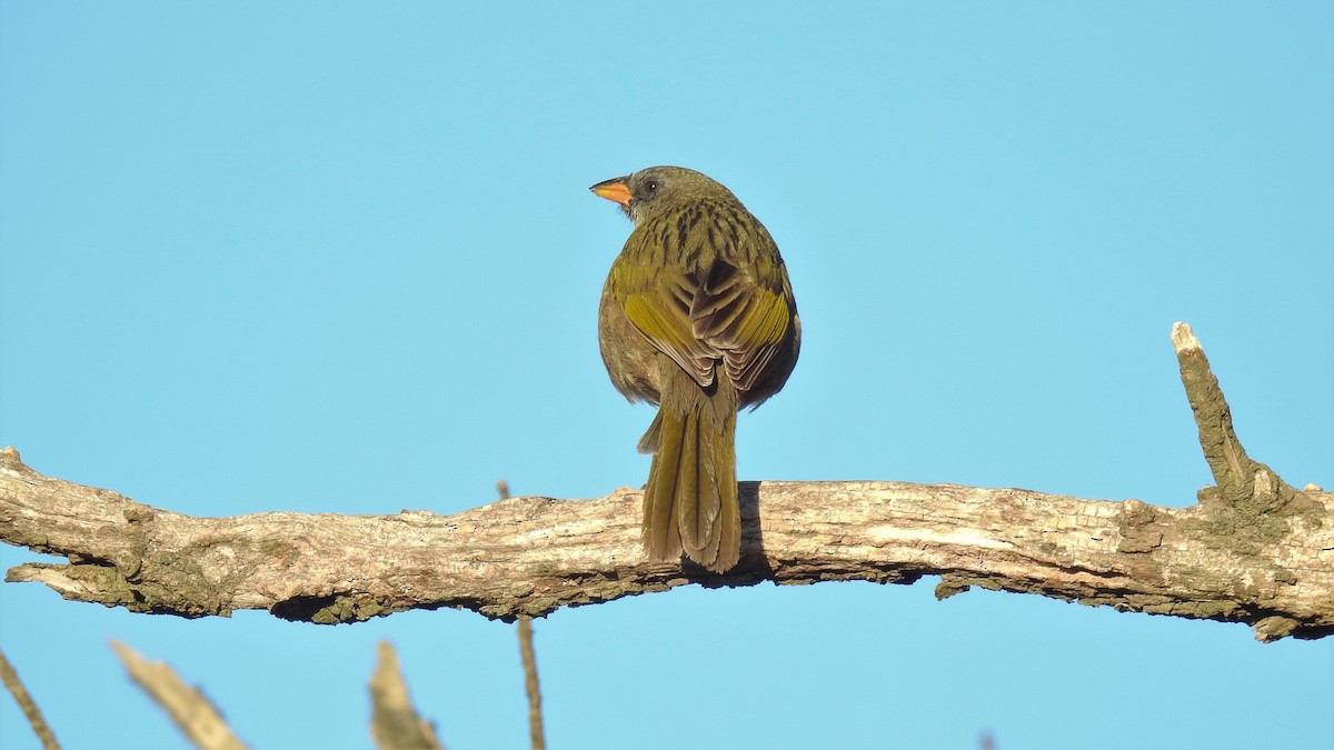 Great Pampa-Finch - Pablo Alejandro Pla