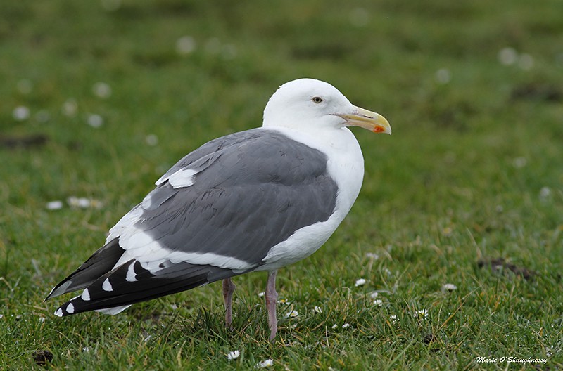 Western Gull - Marie O'Shaughnessy
