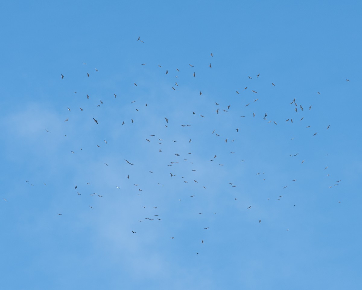 Broad-winged Hawk - ML237293571