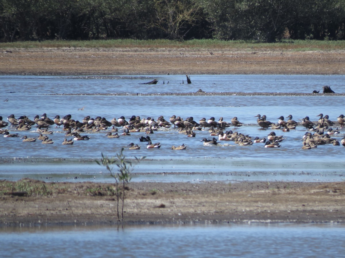 Northern Shoveler - John van Dort