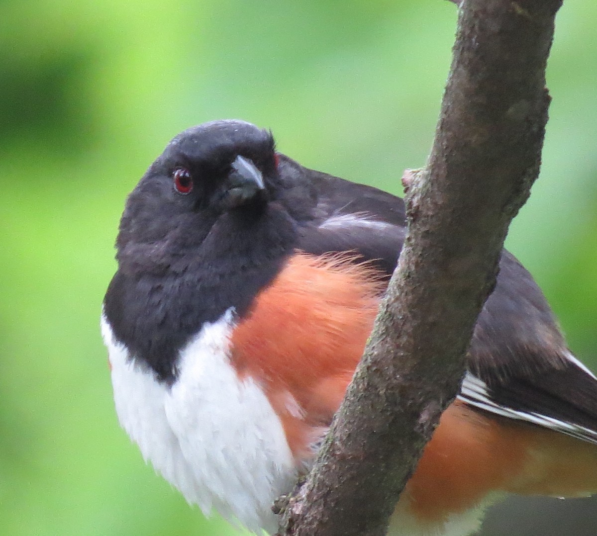 Eastern Towhee - Daniel Leger