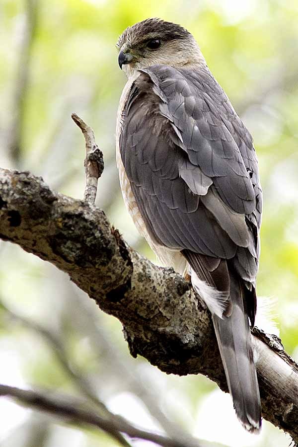 Cooper's Hawk - ML237295201