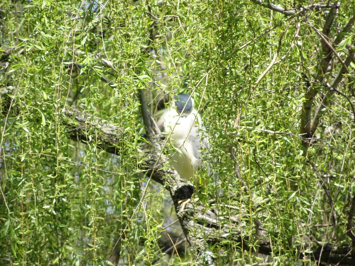 Black-crowned Night Heron - ML237296141