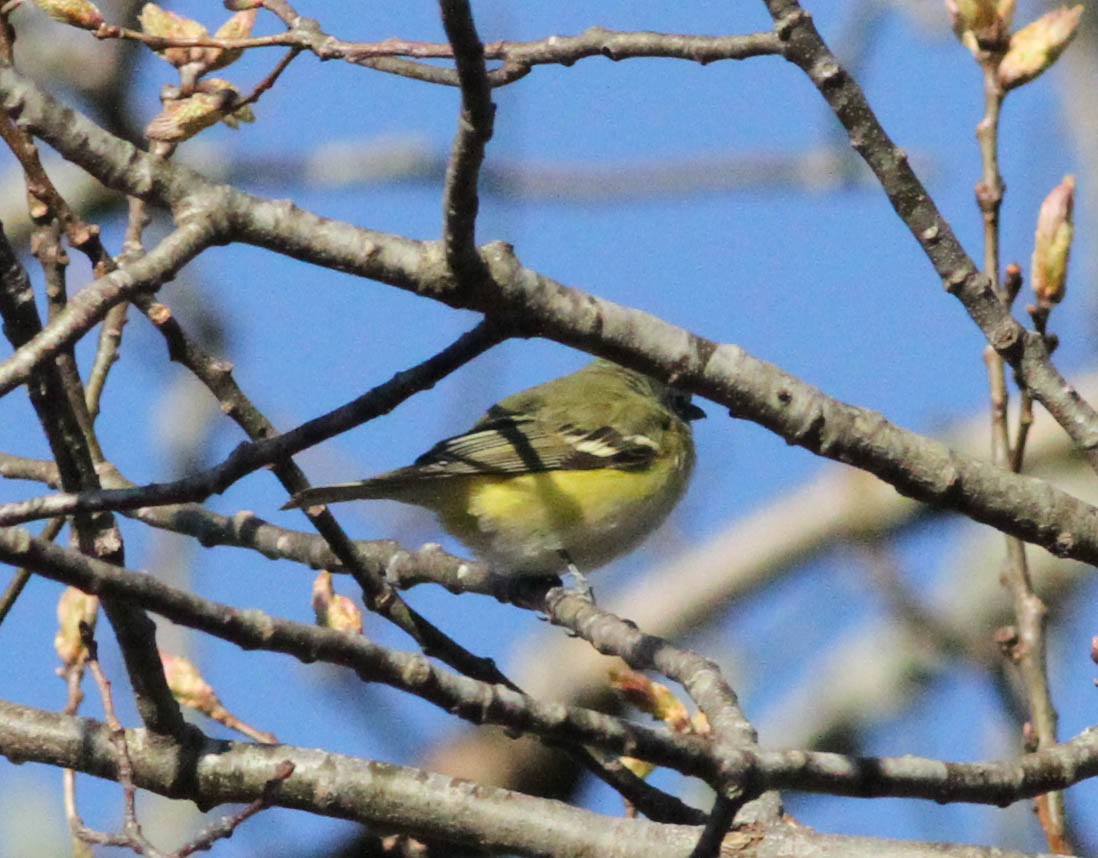 Vireo Solitario - ML237298091