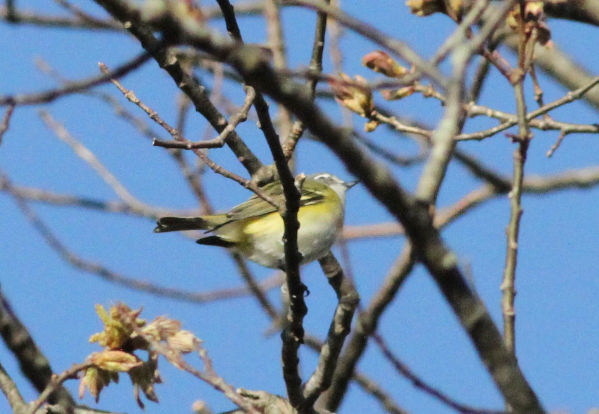 Vireo Solitario - ML237298101