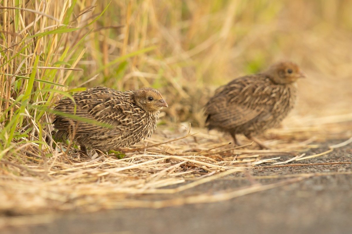 Brown Quail - JJ Harrison