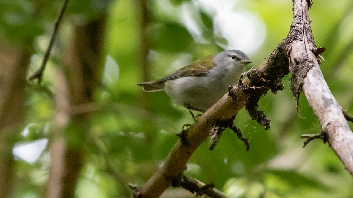 Tennessee Warbler - Todd Kiraly