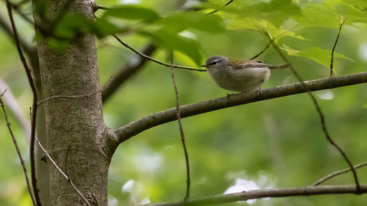 Tennessee Warbler - ML237300901