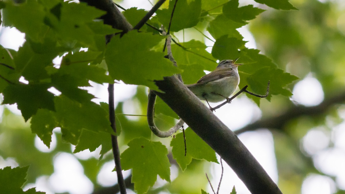 Tennessee Warbler - ML237300931