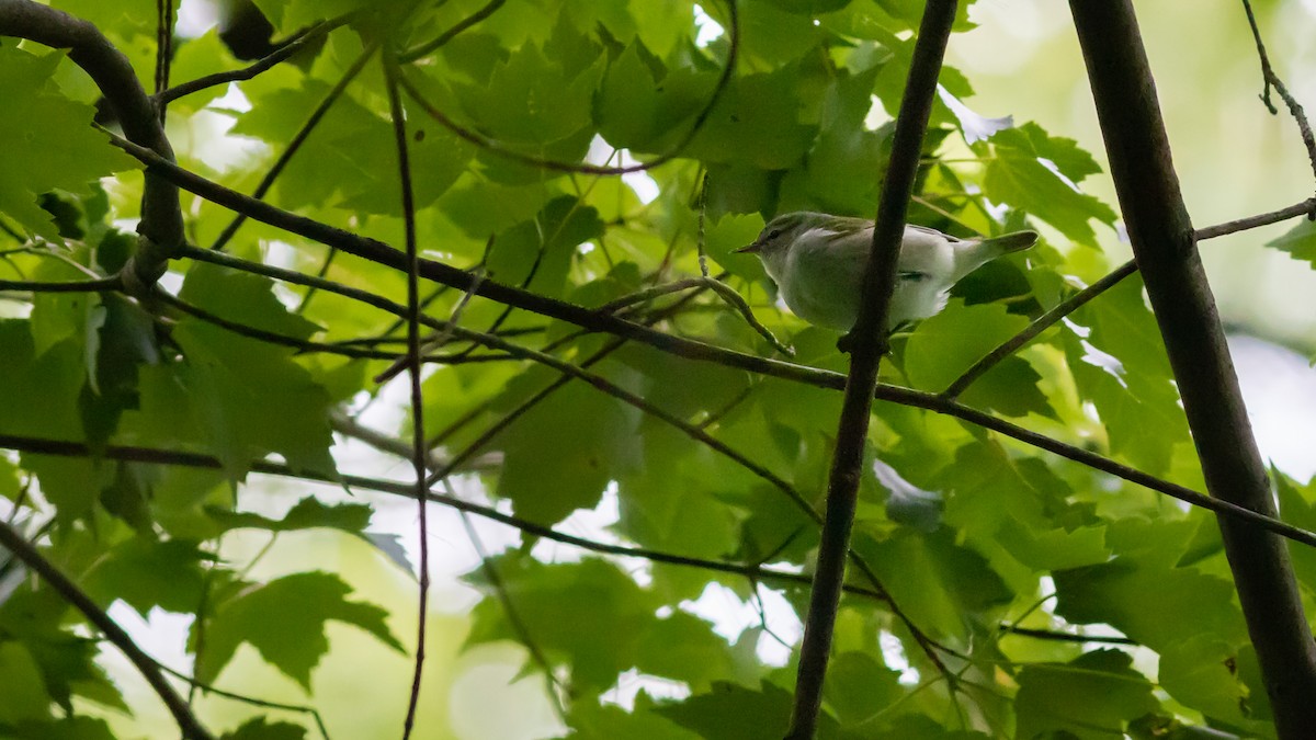 Tennessee Warbler - ML237301071