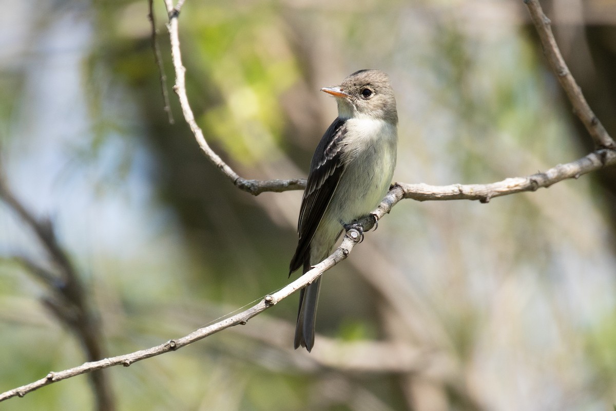 Eastern Wood-Pewee - Christine Mason