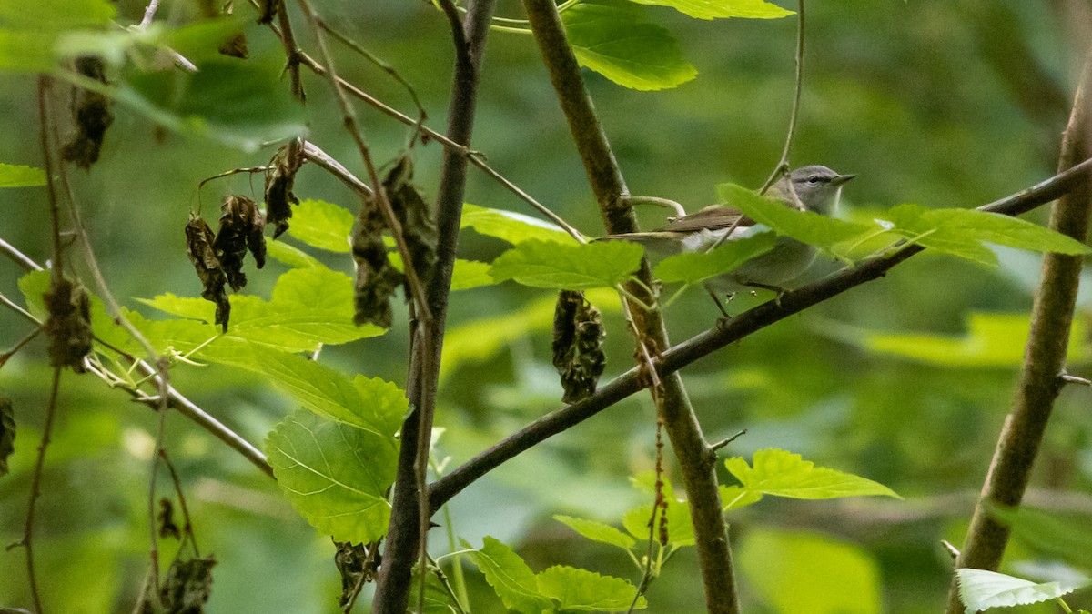 Tennessee Warbler - Todd Kiraly