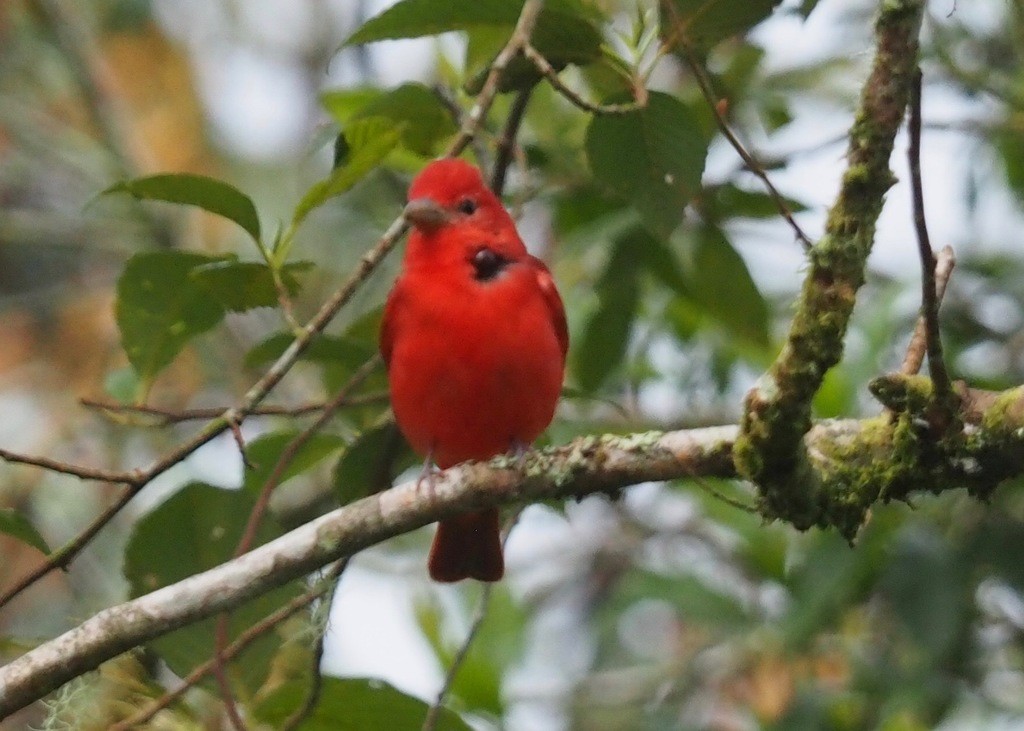 Summer Tanager - ML237302101