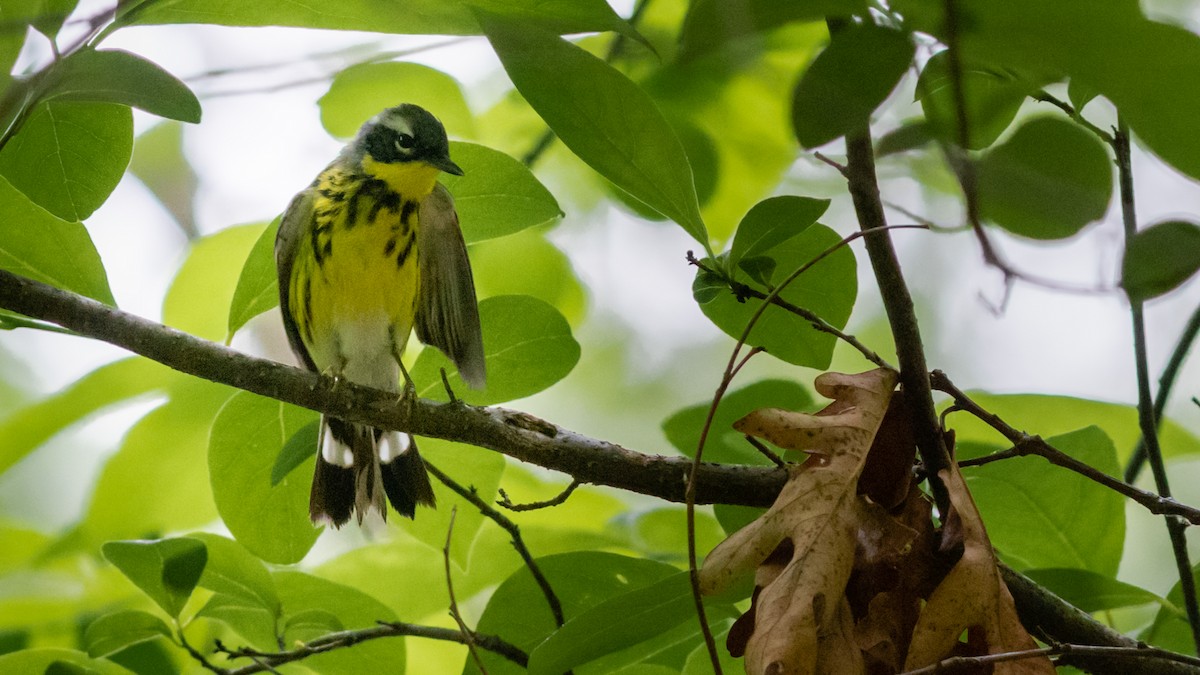 Magnolia Warbler - ML237303251