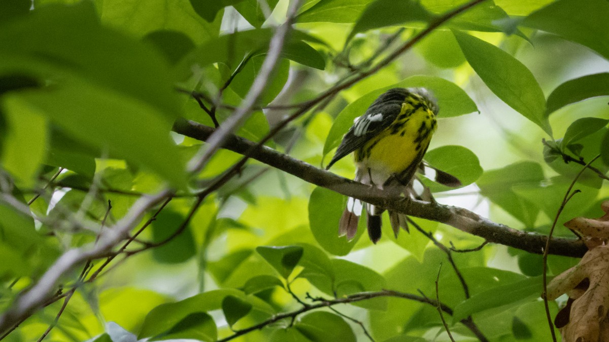 Magnolia Warbler - ML237303261