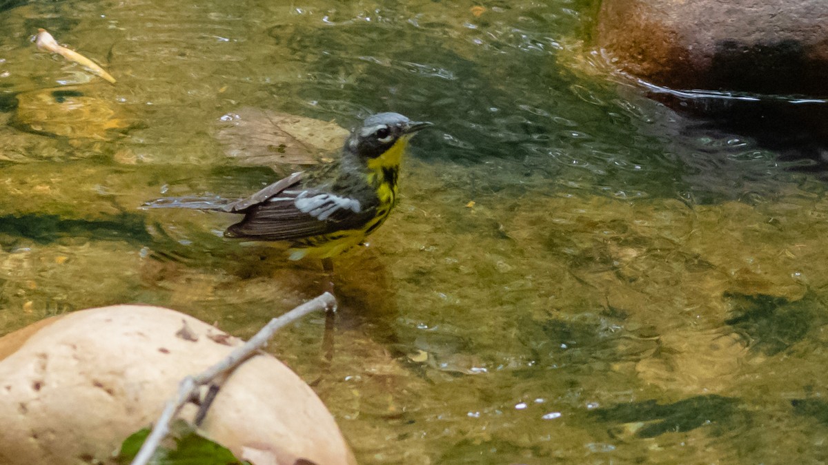 Magnolia Warbler - ML237303281