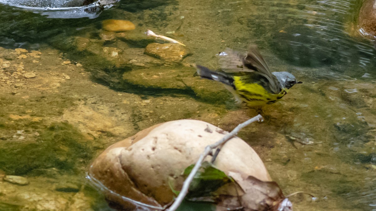 Magnolia Warbler - ML237303371