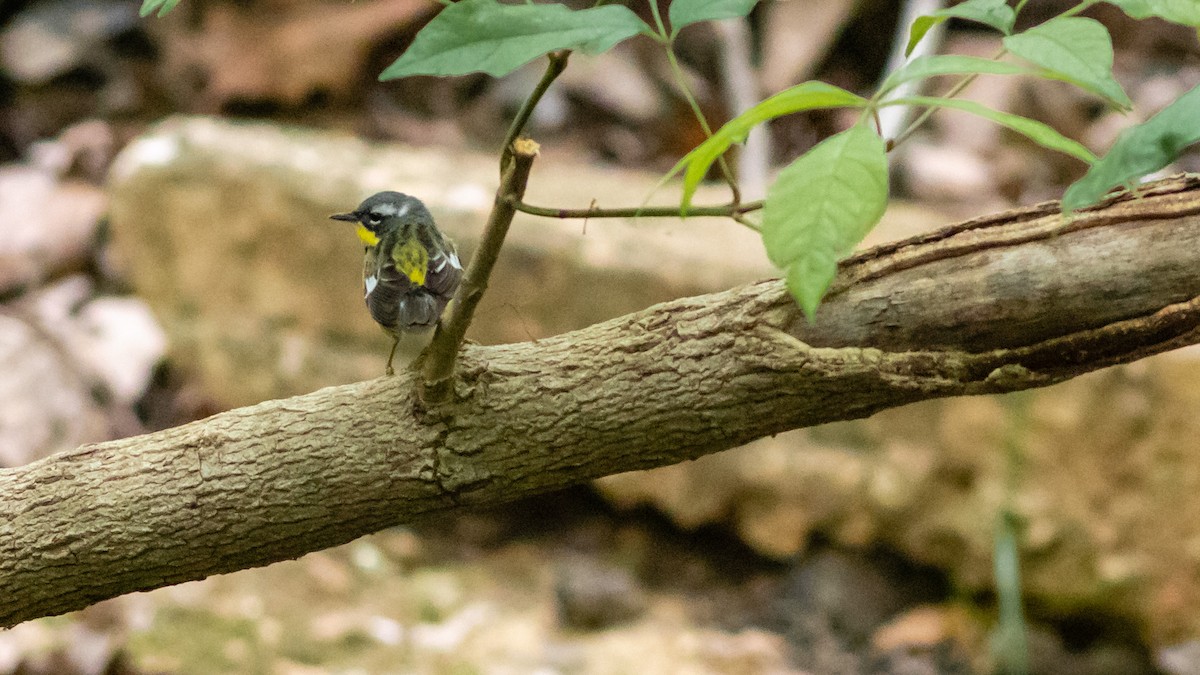 Magnolia Warbler - ML237303431