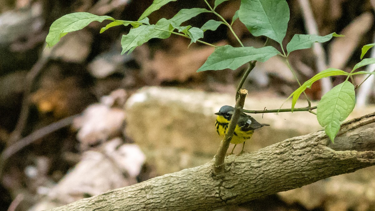 Magnolia Warbler - ML237303461