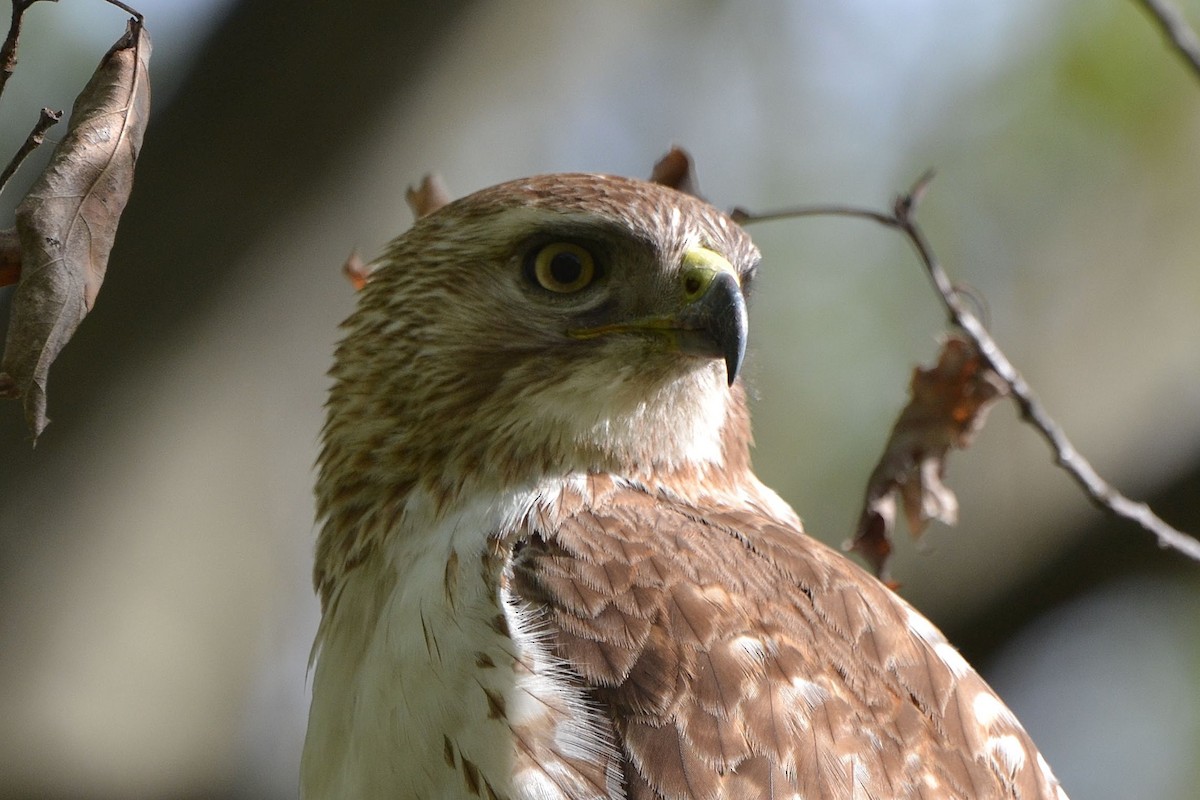 Red-tailed Hawk - ML237304201