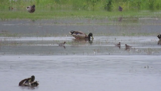 Red-necked Phalarope - ML237304281