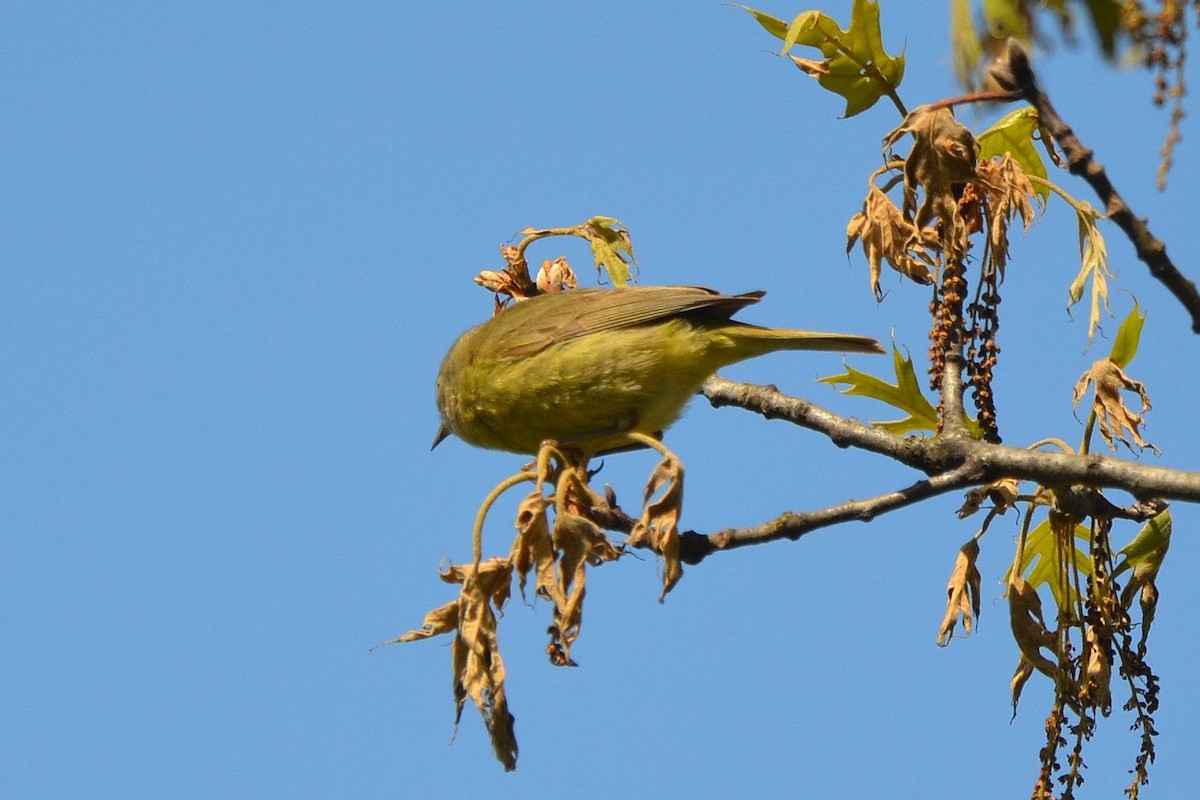 Orange-crowned Warbler - ML237304501