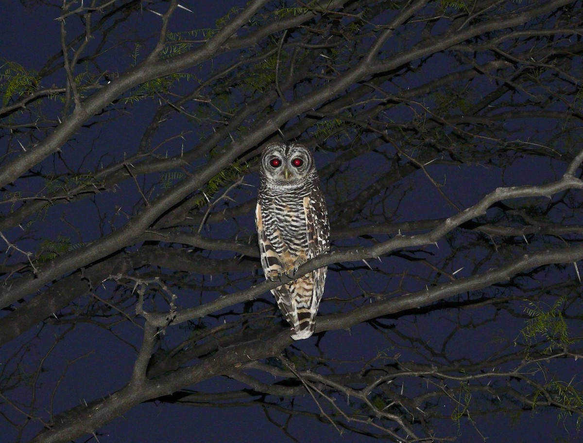 Chaco Owl - Agustín Zarco