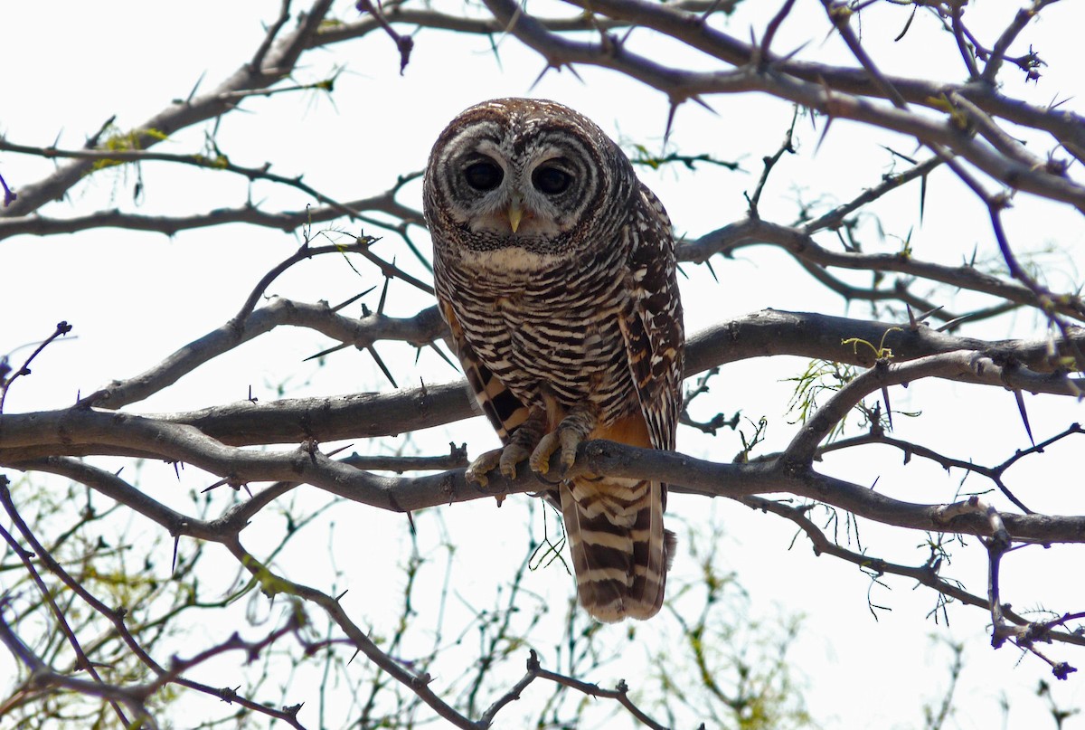 Chaco Owl - Agustín Zarco