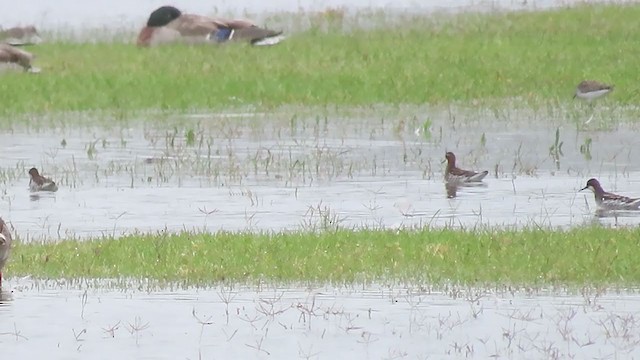 紅領瓣足鷸 - ML237304591