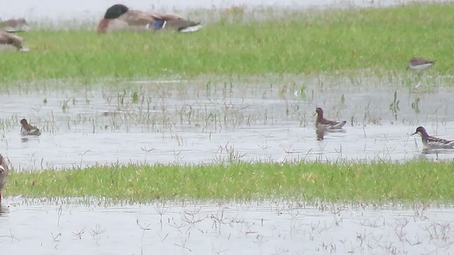 Phalarope à bec étroit - ML237304591