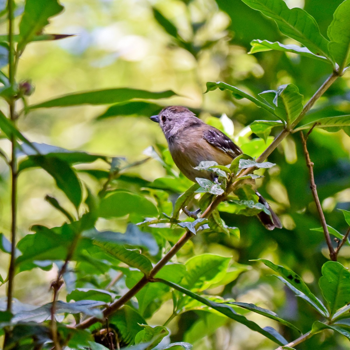 Variable Antshrike - ML237304971