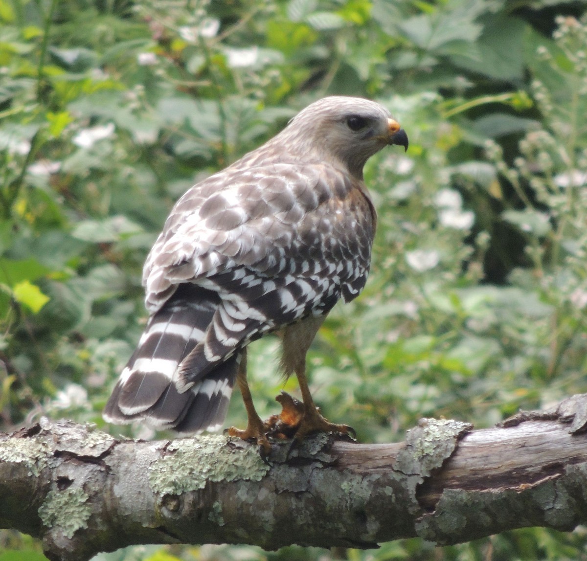 Red-shouldered Hawk - Robbie Fischer